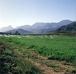 Straussenfarm in kl. Karoo