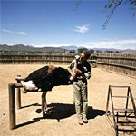qualifizierte Mitarbeiter in der Straussenfarm