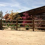 Bl&uuml;tenpracht in Straussenfarm