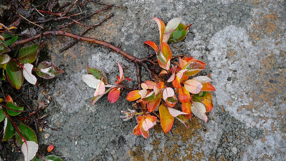 Erste Herbstf&auml;rbungen in der zweiten Augusth&auml;lfte