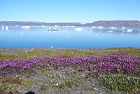 Gr&ouml;nland - Diskobucht, Thule, Illulissat