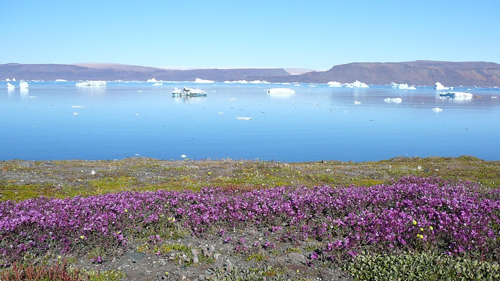 Gr&ouml;nland - Diskobucht, Thule, Illulissat