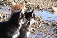 Junge Polarhunde in Gr&ouml;nland