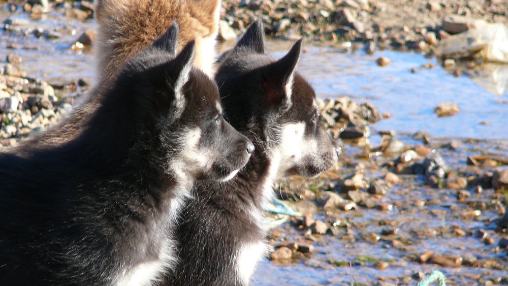 junge Polarhunde bei 78 Grad N