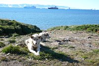 Polarhunde arbeitslos im Sommer