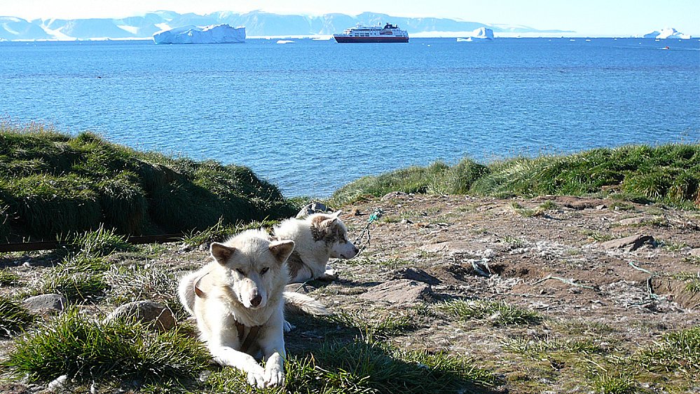 Polarhunde im Sommmer
