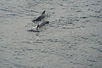Gr&ouml;nland - Diskobucht, Thule, Illulissat
