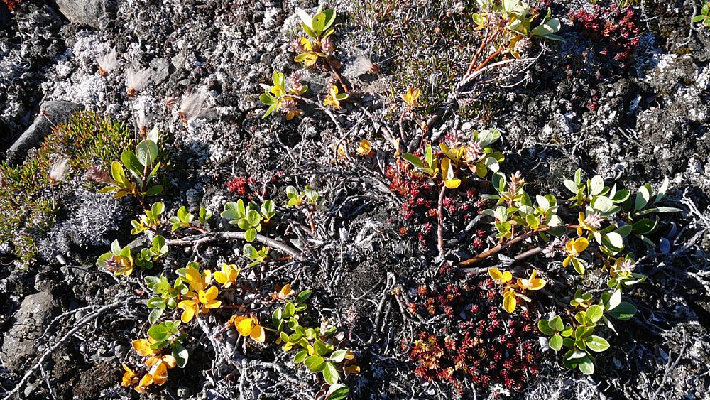 Gr&ouml;nland - Diskobucht, Thule, Illulissat