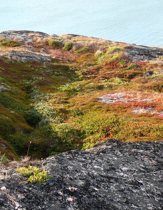 Gr&ouml;nland - Diskobucht, Thule, Illulissat