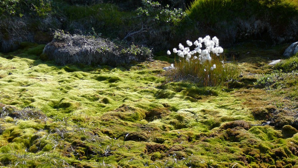 Gr&ouml;nland - Diskobucht, Thule, Illulissat