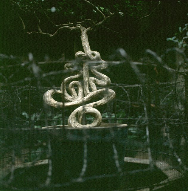 Lebensbaum in Macao