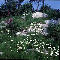 N&auml;vekvarn Bucht