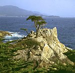 Lone Pine - in Monterey